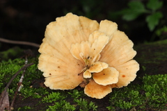 Flabellophora