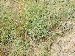 Rumex induratus