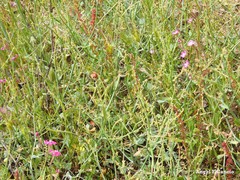 Rumex induratus