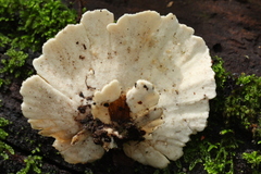 Flabellophora
