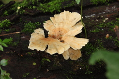 Flabellophora