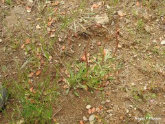 Brachypodium distachyon
