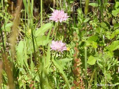 Knautia collina