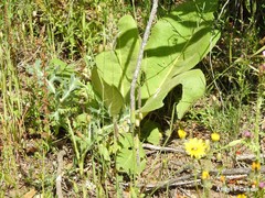 Verbascum giganteum