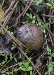 Xerarionta intercisa