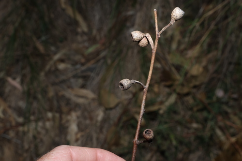 Hillgrove Box (Eucalyptus volcanica)