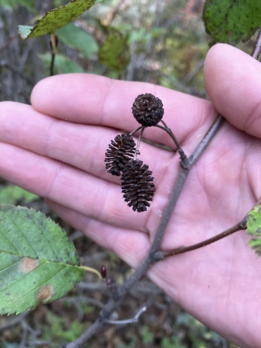 green alder