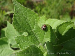 Zygogramma piceicollis