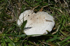 Agaricus cupreobrunneus