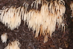 Pterulicium