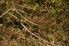 Crocothemis servilia