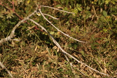 Crocothemis servilia