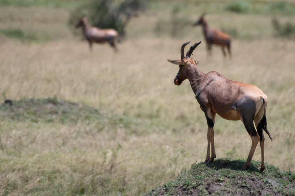 Damaliscus lunatus jimela, Mara, Kenya, by bmartin0593photo