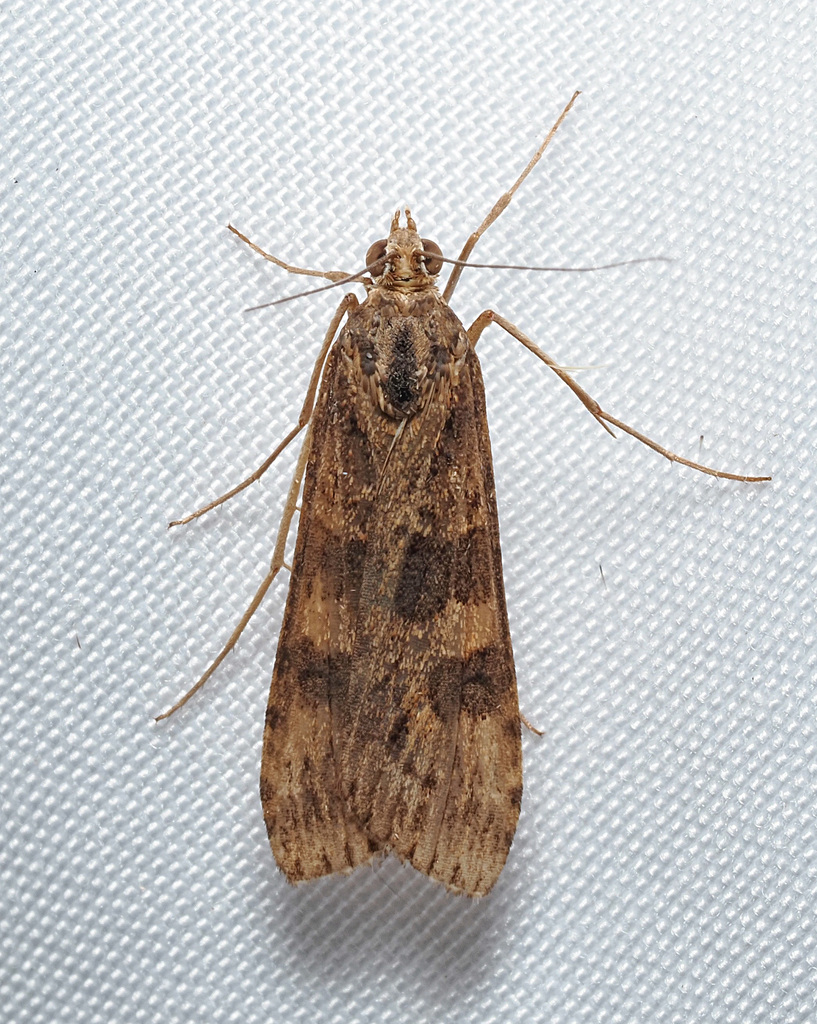 Nomophila