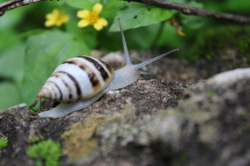 Mesembrinus uhdeanus