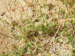Trifolium cherleri