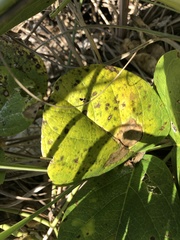 Pseudocercospora griseola
