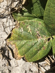 Pseudocercospora griseola