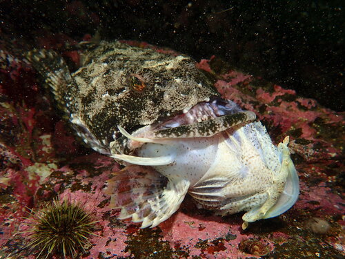 Great sculpin (Myoxocephalus polyacanthocephalus) — Cottidae — 2