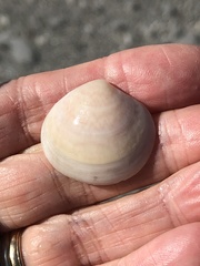 Semele proficua