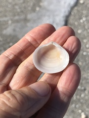 Semele proficua