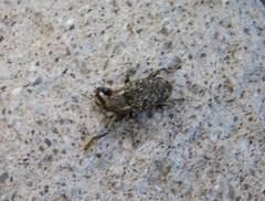 Coelosternus consputus