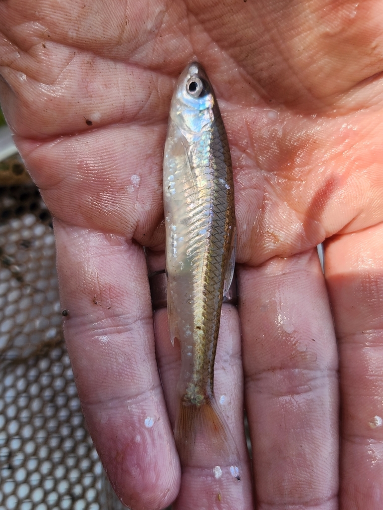 Cypress minnow (Hybognathus hayi) — Cyprinidae