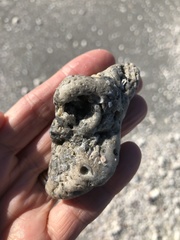 Schizoporella pungens