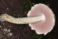 Austroboletus neotropicalis