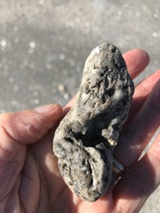 Schizoporella pungens