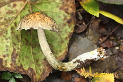 Austroboletus neotropicalis