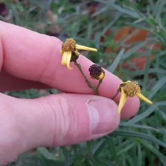 Senecio inaequidens