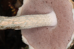 Austroboletus neotropicalis