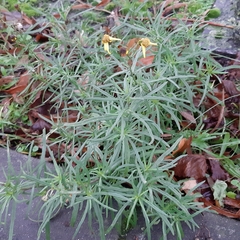 Senecio inaequidens