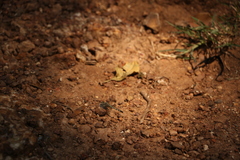 Diplacodes trivialis