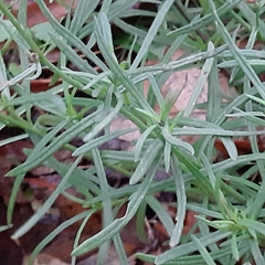 Senecio inaequidens