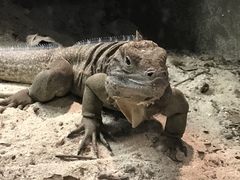Cyclura