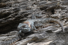 Sceloporus torquatus binocularis