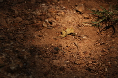 Diplacodes trivialis