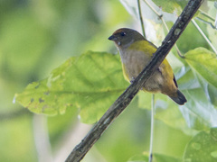 Euphonia xanthogaster