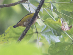 Euphonia xanthogaster