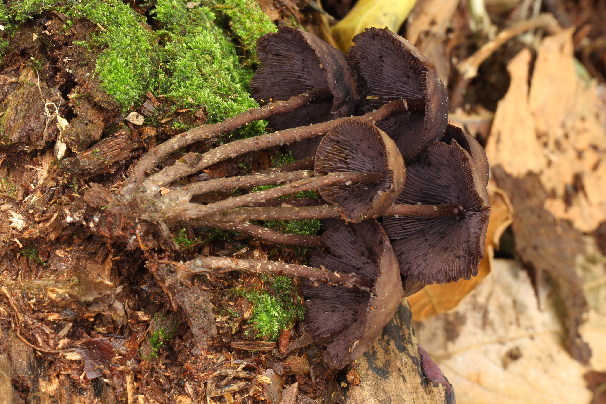 Psilocybe yungensis image
