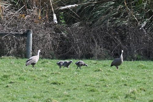 Hoendergans (Cereopsis novaehollandiae)