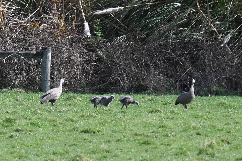 Cape Barren Goose (Cereopsis novaehollandiae)