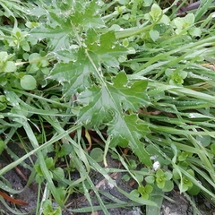 Cirsium arvense