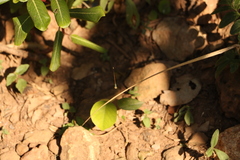 Aciagrion