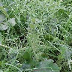 Cirsium arvense