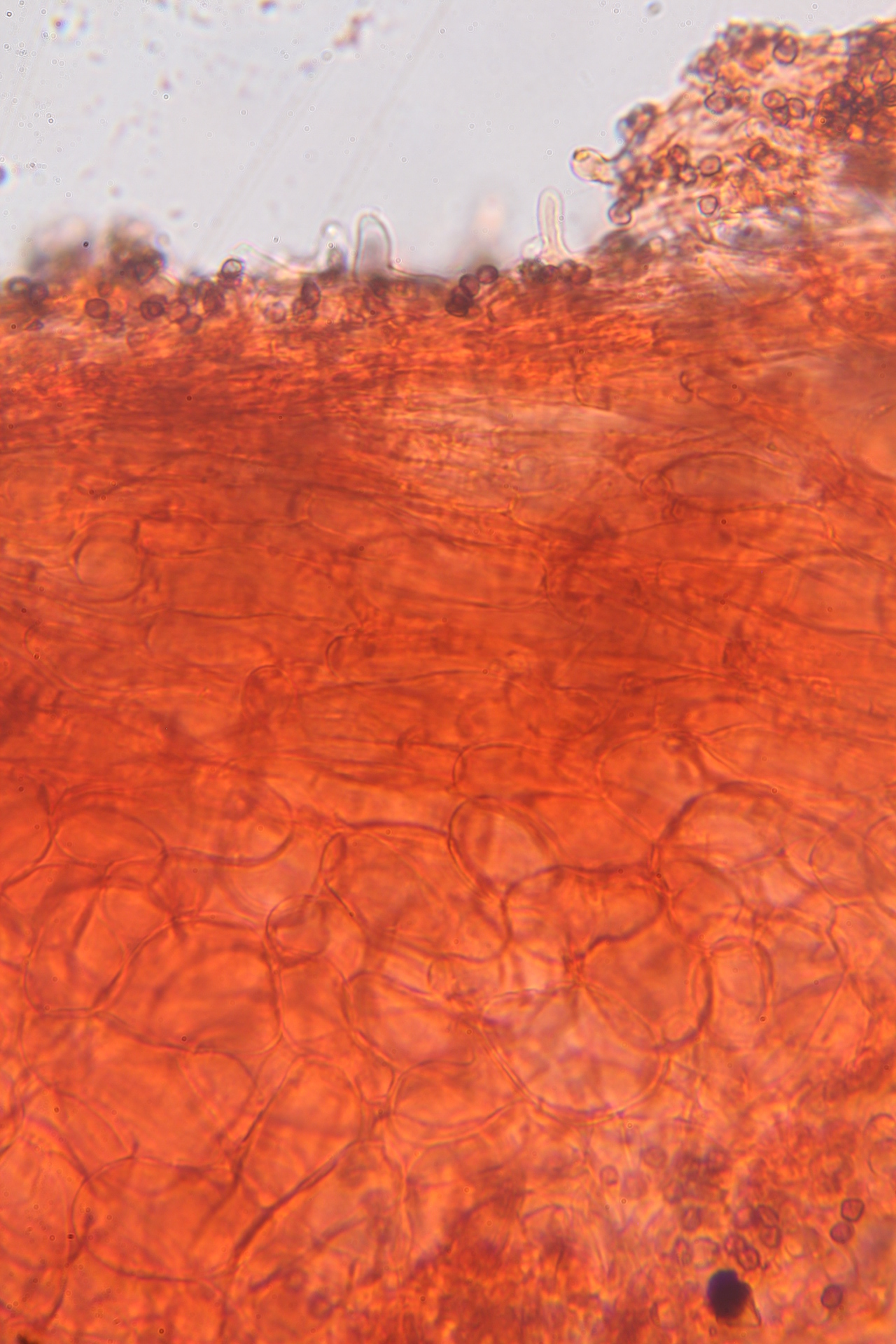 Psilocybe yungensis image