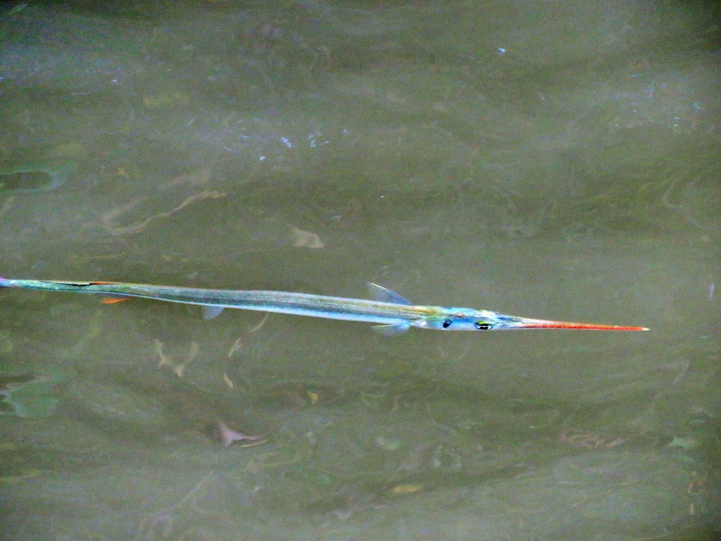 Agujon (Strongylura notata) — Belonidae