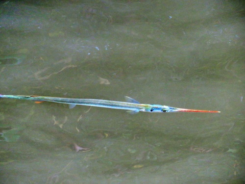 Agujon (Strongylura notata) — Belonidae